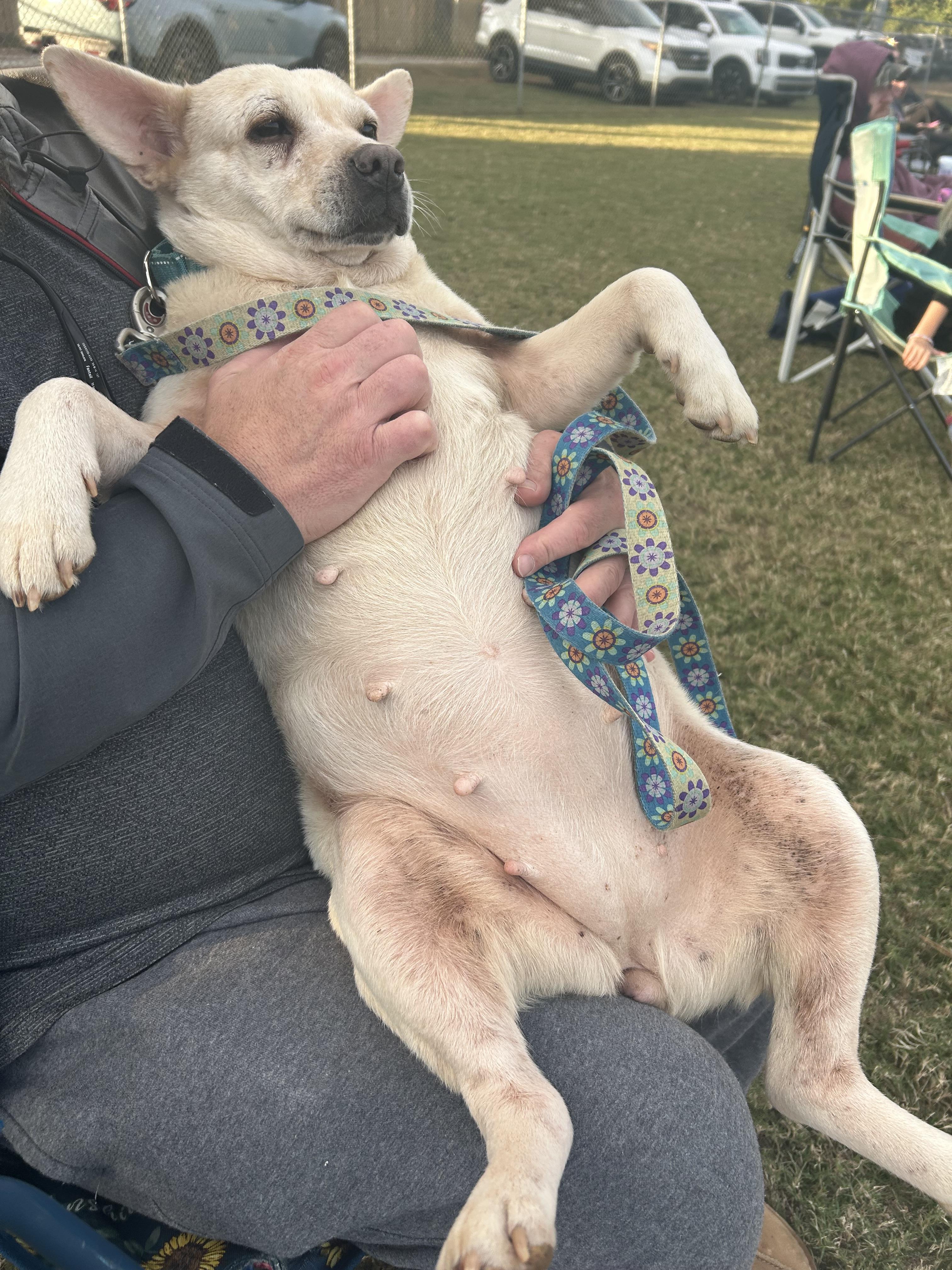 Enlarge Lemon Loaf, a Adoptable mixed breed in Winder, GA image 3/5