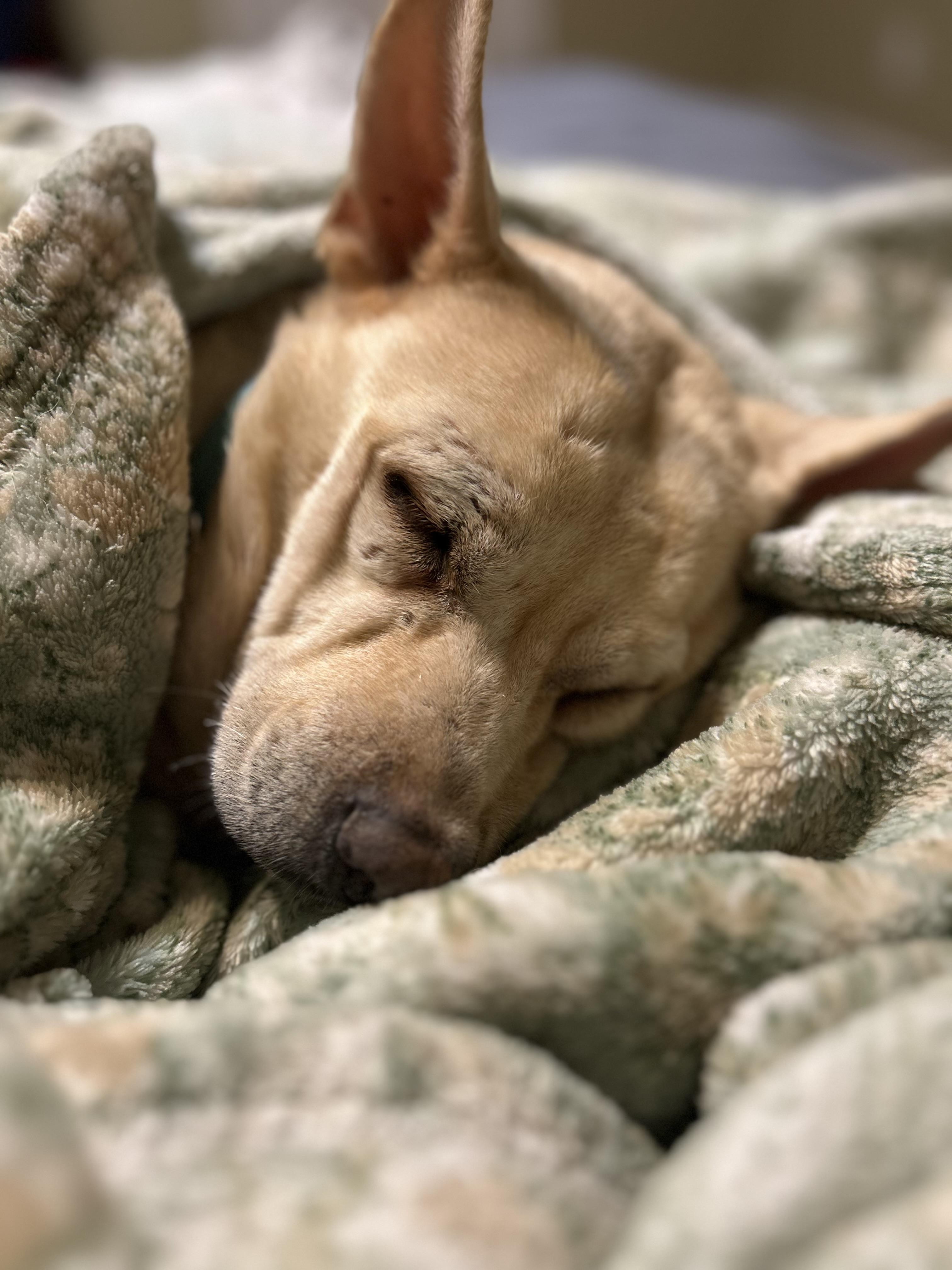 Enlarge Lemon Loaf, a Adoptable mixed breed in Winder, GA image 4/5