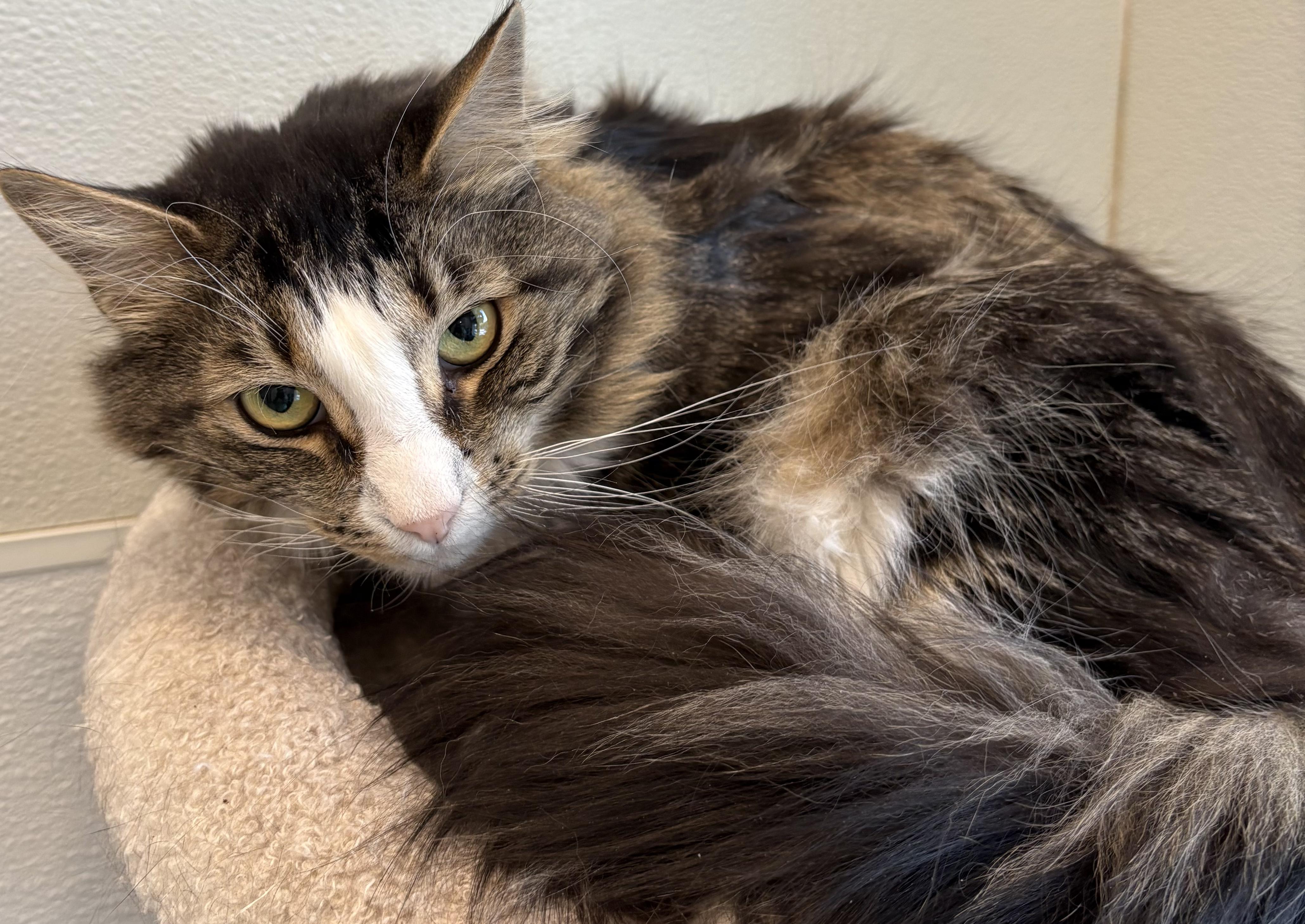 Kookie bonded with Sasha, adopted, Adult Female Tabby.