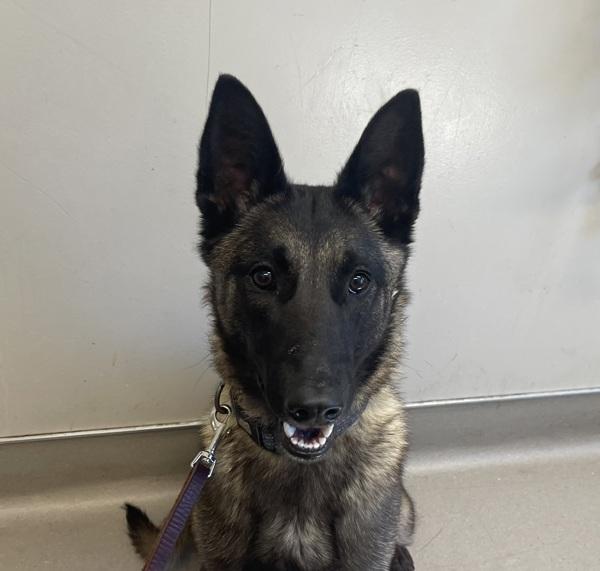 Arya, Adoptable, Young Female Belgian Shepherd / Sheepdog.