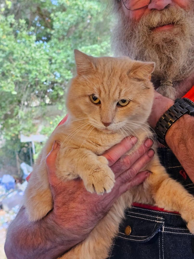 George, Adopted, Adult Male American Shorthair.