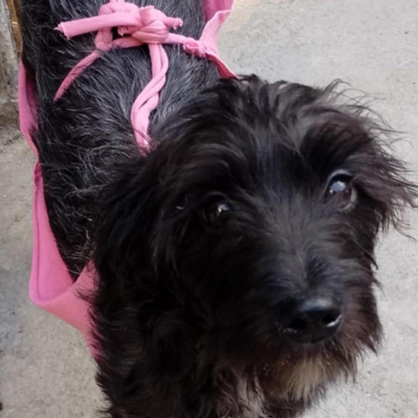 Victoria thumbnail 6