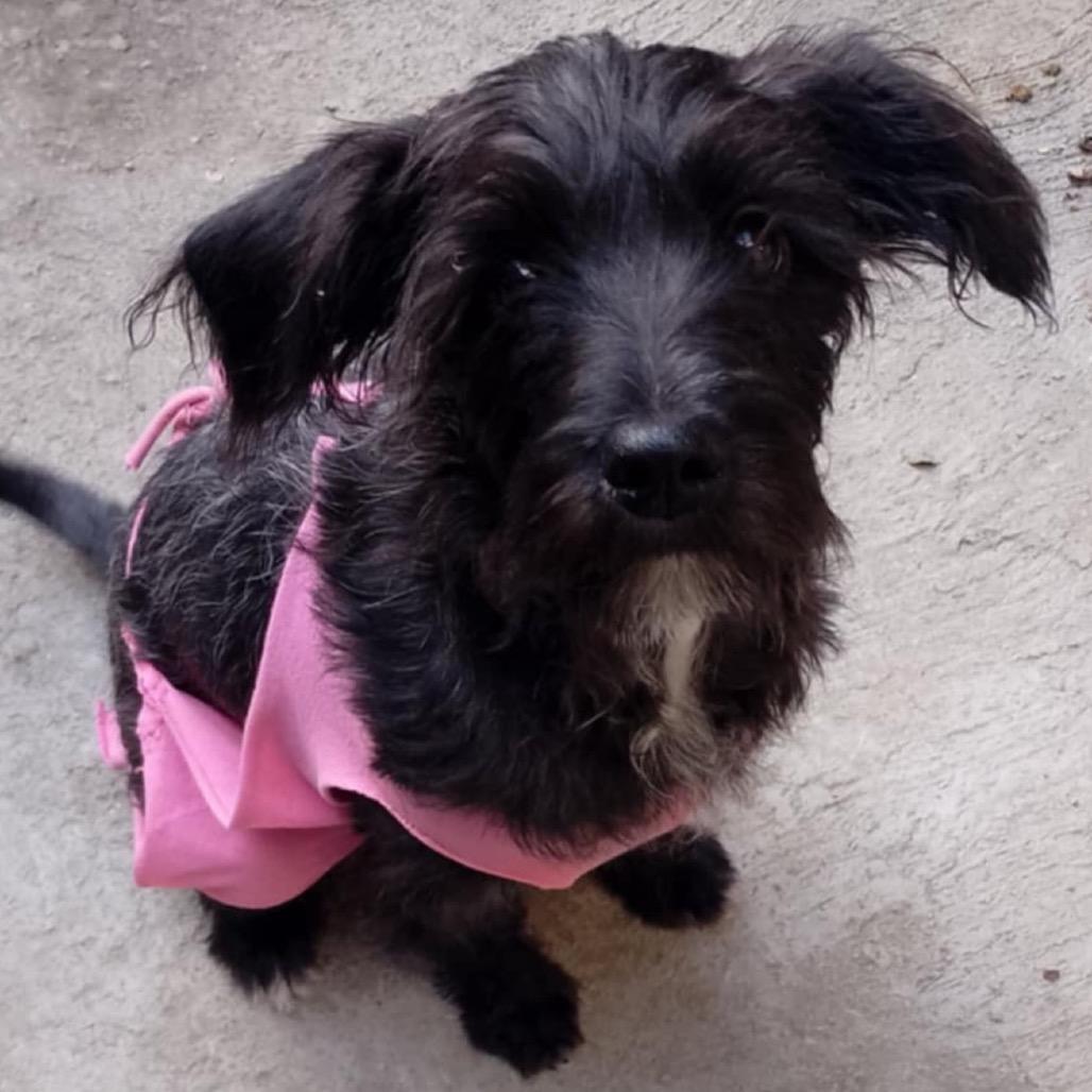 Victoria thumbnail 7