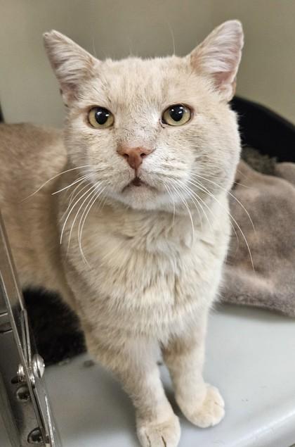 Bear, a Adoptable mixed breed in Quakertown, PA image 1/3