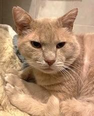 Bear, a Adoptable mixed breed in Quakertown, PA image 2/3