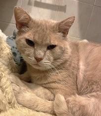 Bear, a Adoptable mixed breed in Quakertown, PA image 3/3