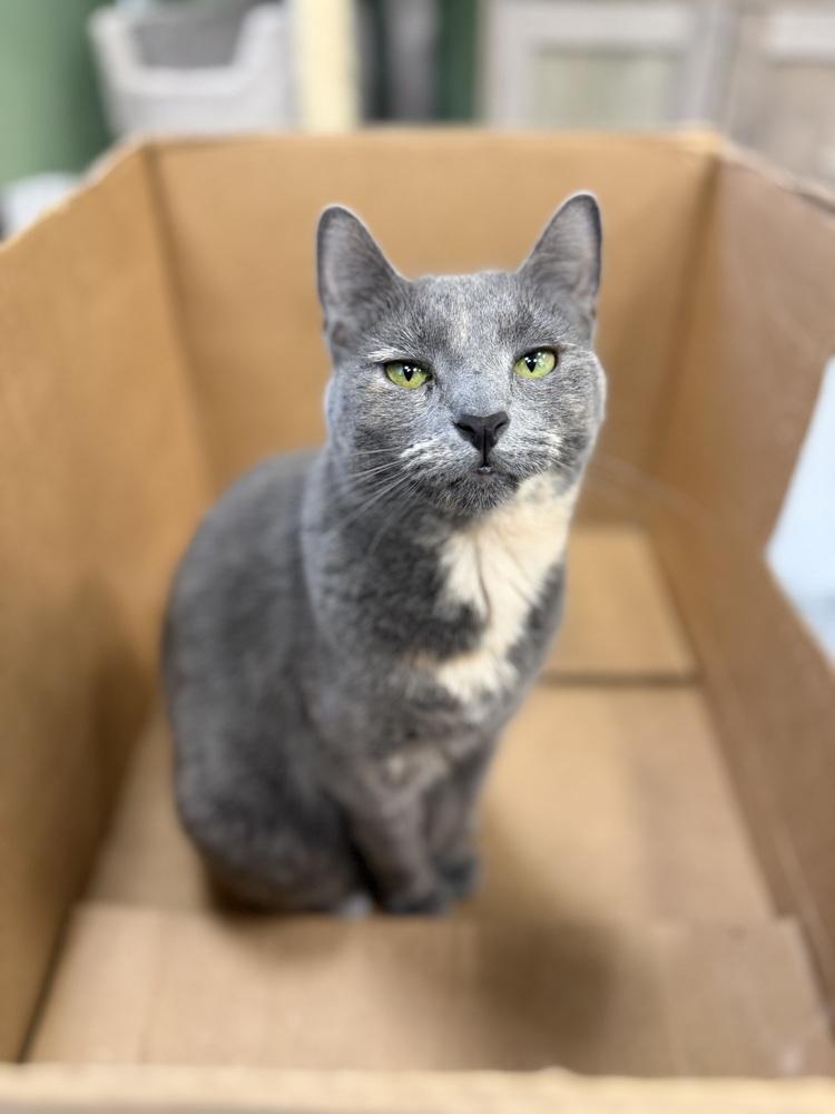 Colbie, Adoptable, Kitten Female Domestic Short Hair.