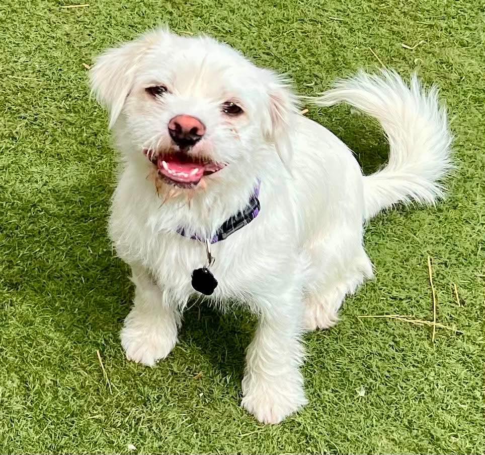 Enlarge Falcor, a Adoptable mixed breed in Orange, CA image 1/3