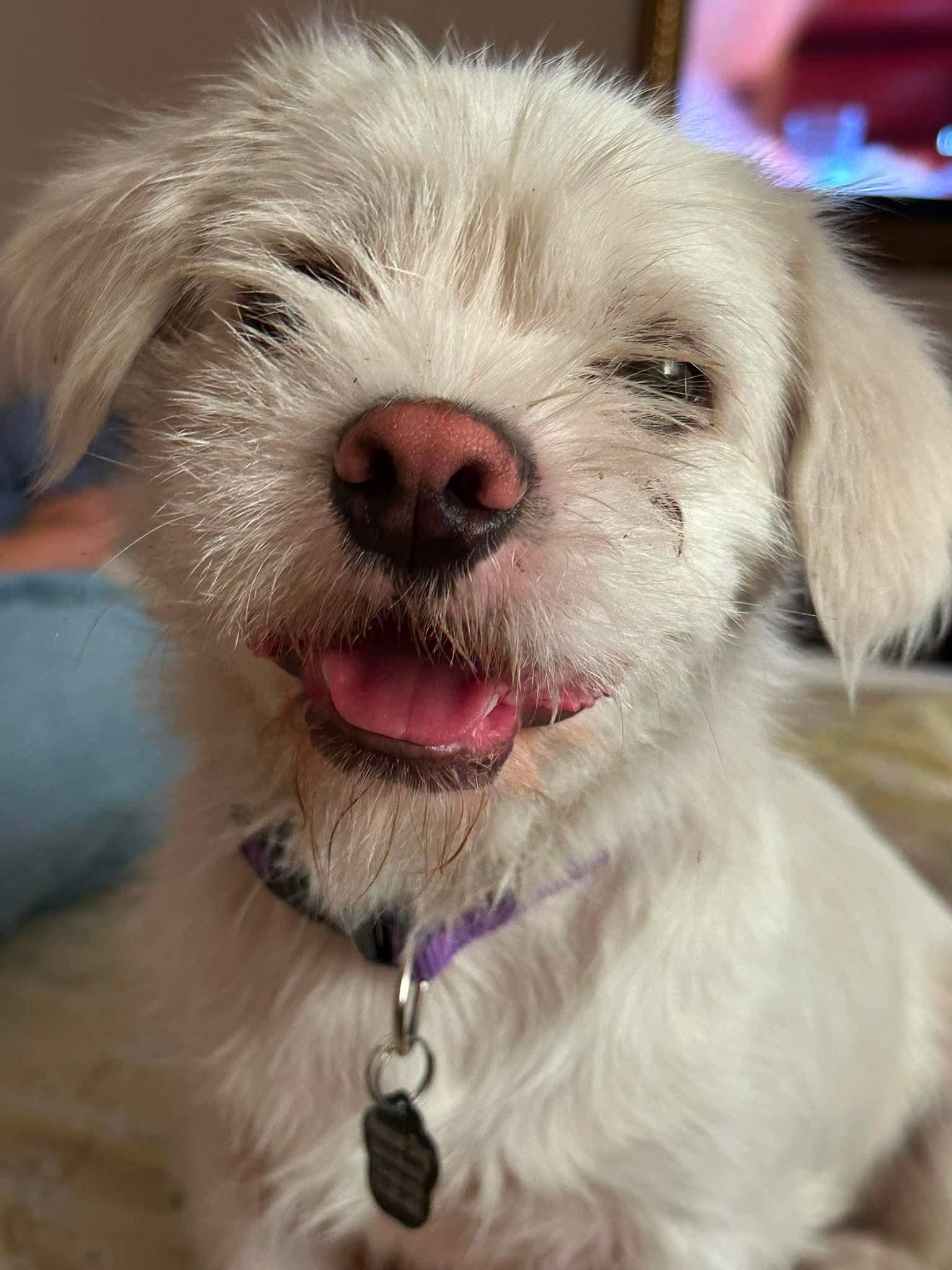 Enlarge Falcor, a Adoptable mixed breed in Orange, CA image 2/3