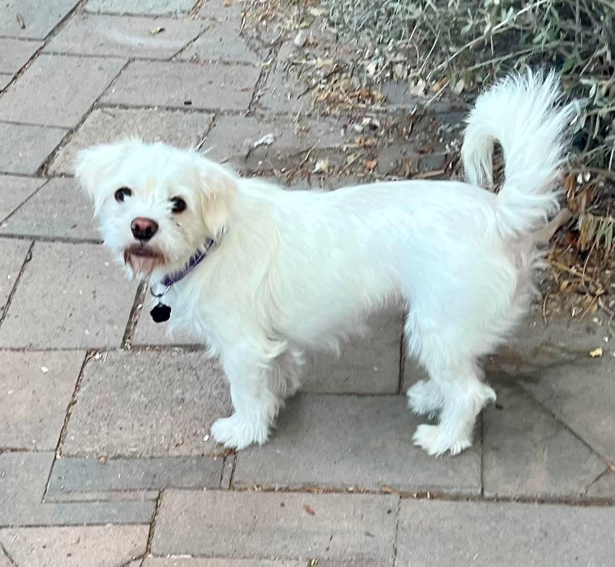 Enlarge Falcor, a Adoptable mixed breed in Orange, CA image 3/3