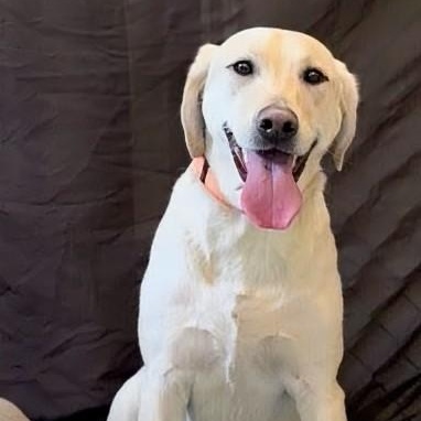 Katie, an adopted Yellow Labrador Retriever in Aurora, NE image 3/3