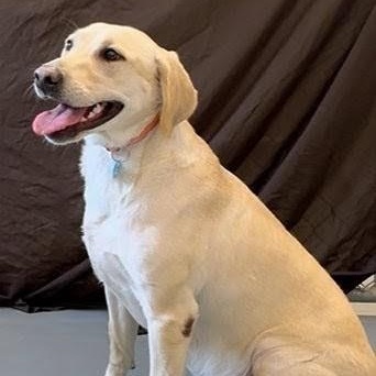 Katie, an adopted Yellow Labrador Retriever in Aurora, NE image 2/3