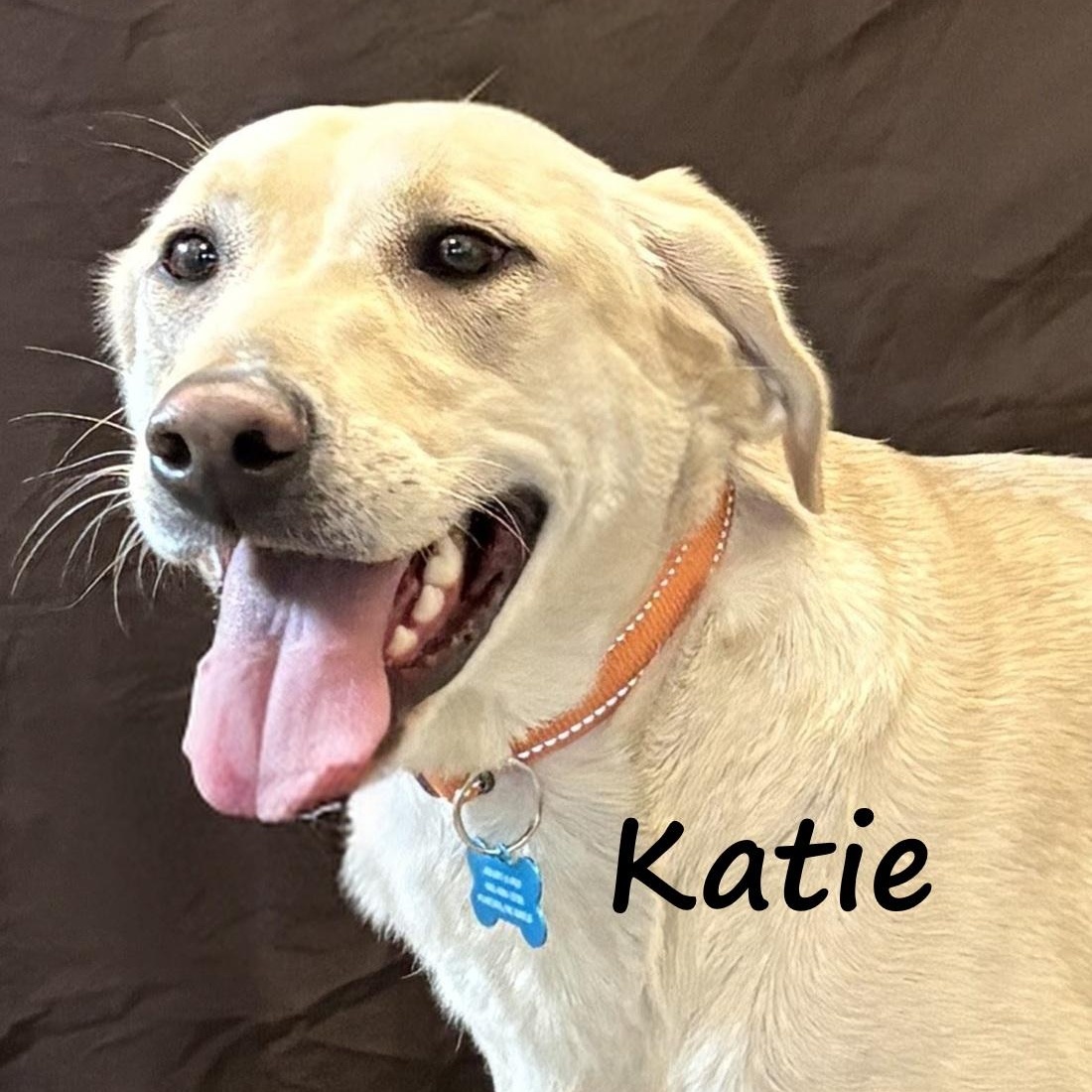 Katie, an adopted Yellow Labrador Retriever in Aurora, NE image 1/3