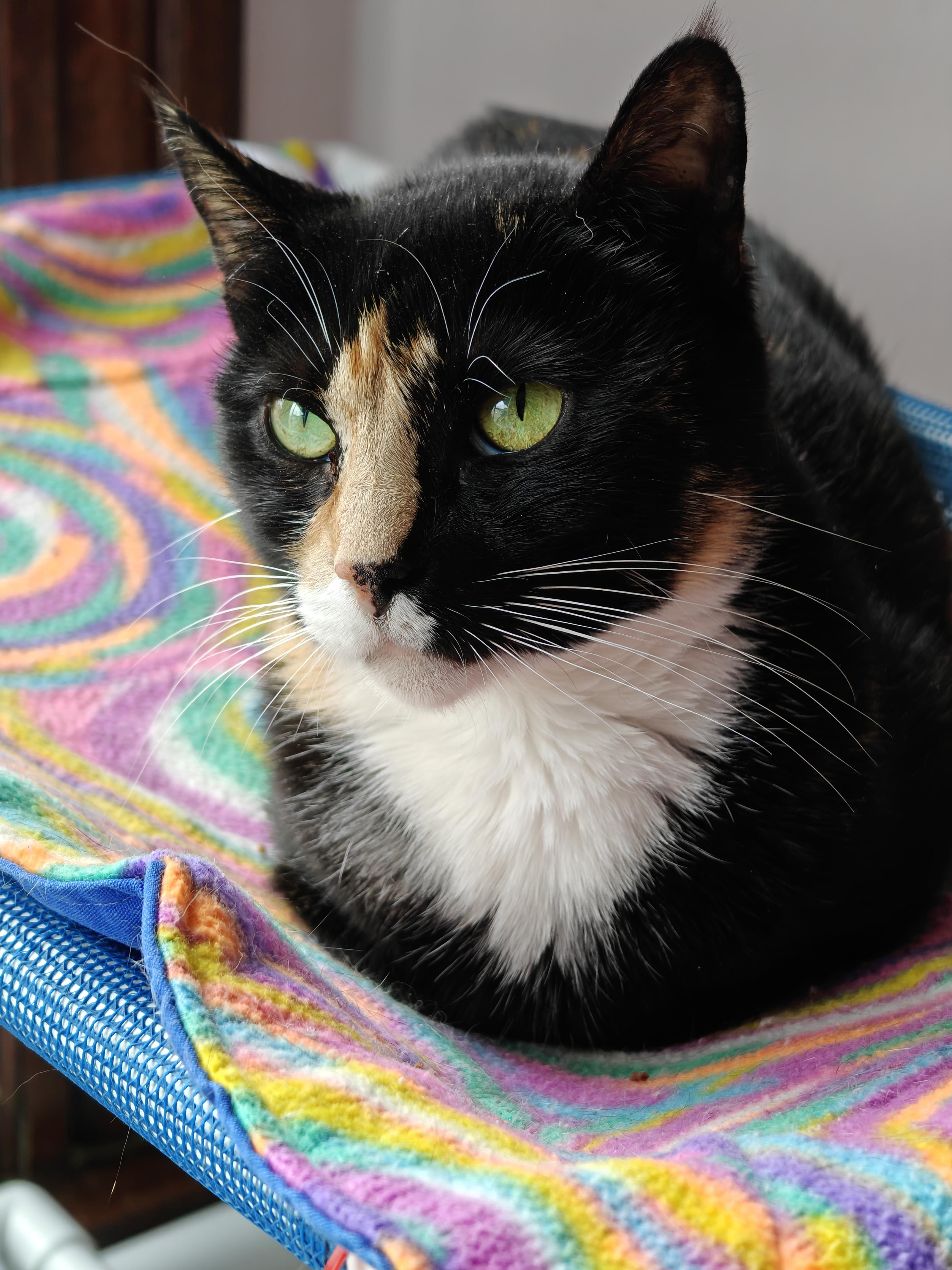 Cherise (FOSTER), ADOPTABLE, Adult Female Calico.