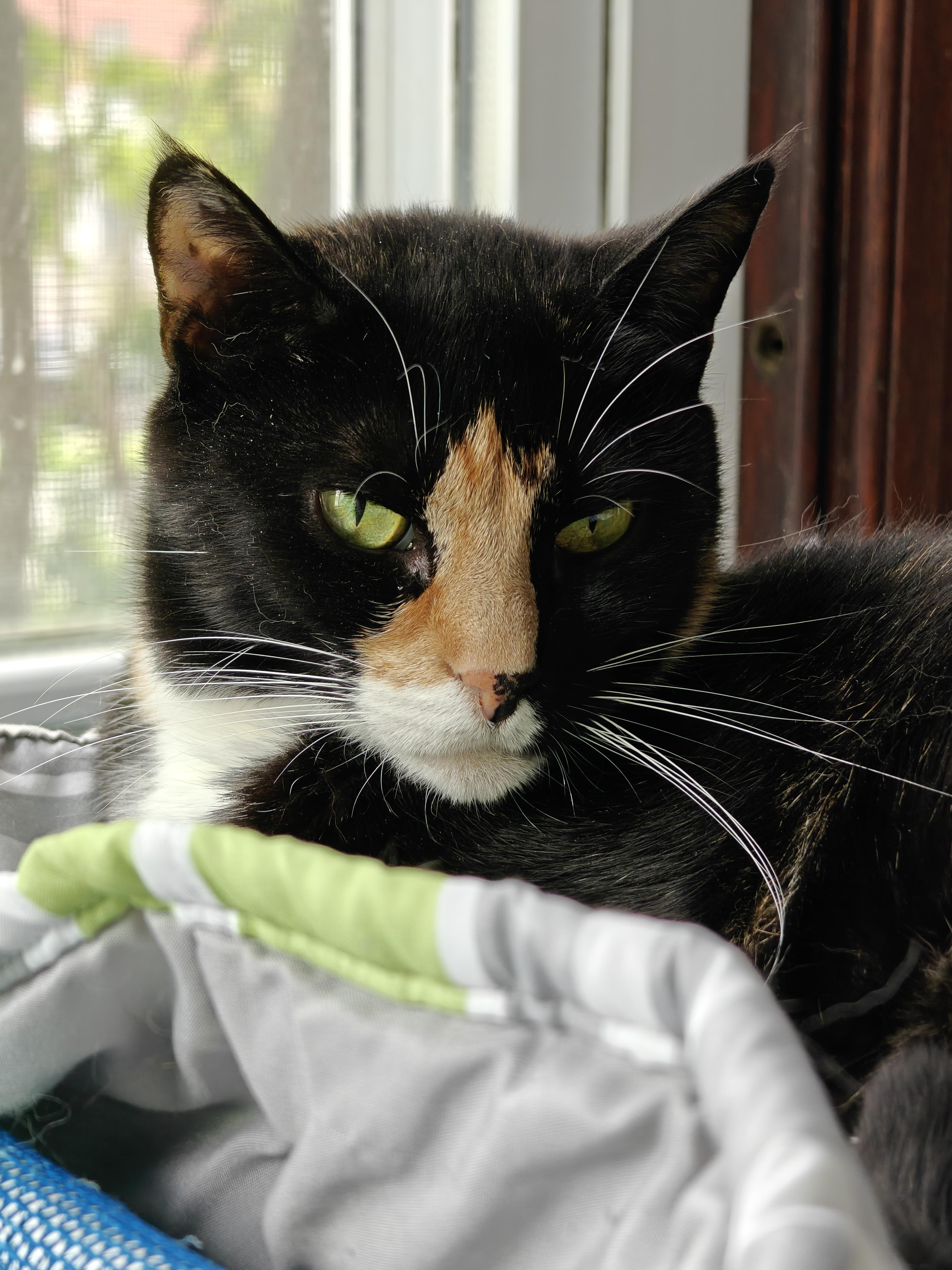 Enlarge Cherise (FOSTER), a ADOPTABLE Calico in New Britain, CT image 2/6