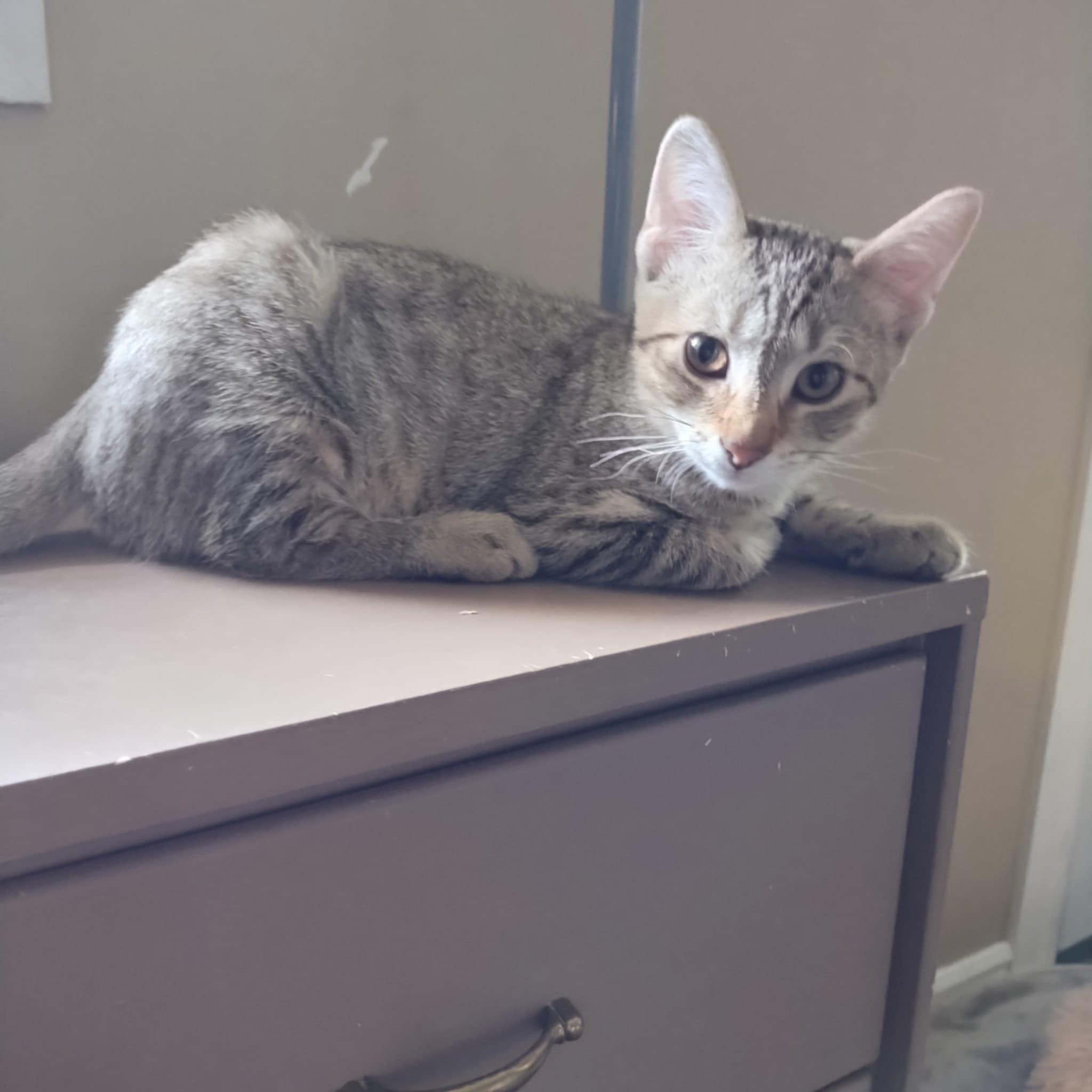 Enlarge Gandalf, a Adoptable Domestic Short Hair in Fonthill, ON image 1/3