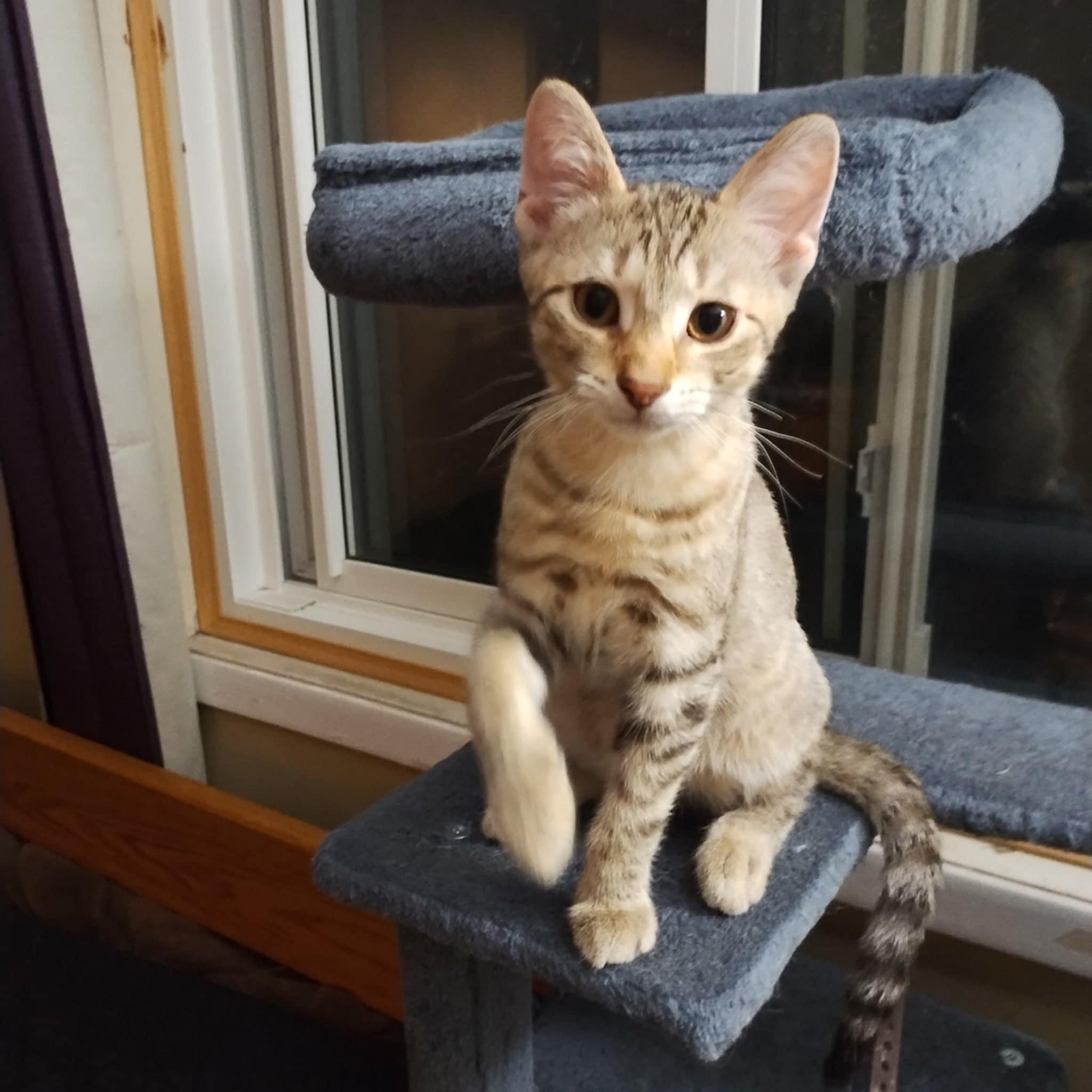 Enlarge Gandalf, a Adoptable Domestic Short Hair in Fonthill, ON image 3/3