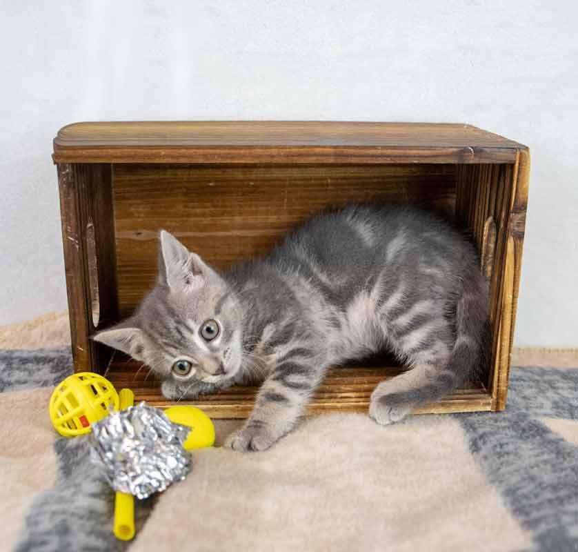 Enlarge Neptune, an adopted mixed breed in Kennesaw, GA image 2/6