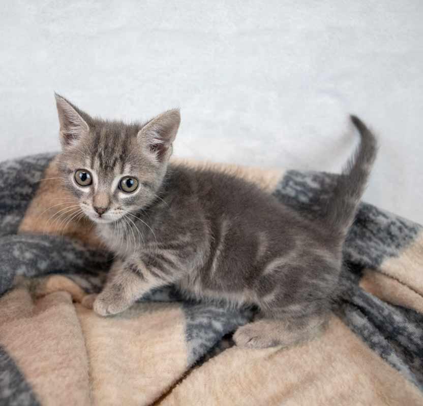 Enlarge Neptune, an adopted mixed breed in Kennesaw, GA image 4/6
