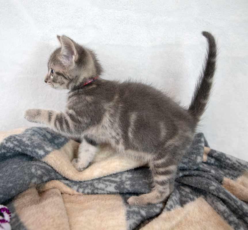 Enlarge Neptune, an adopted mixed breed in Kennesaw, GA image 5/6