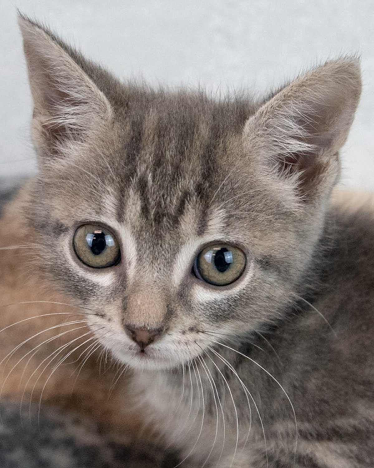 Enlarge Neptune, an adopted mixed breed in Kennesaw, GA image 1/6