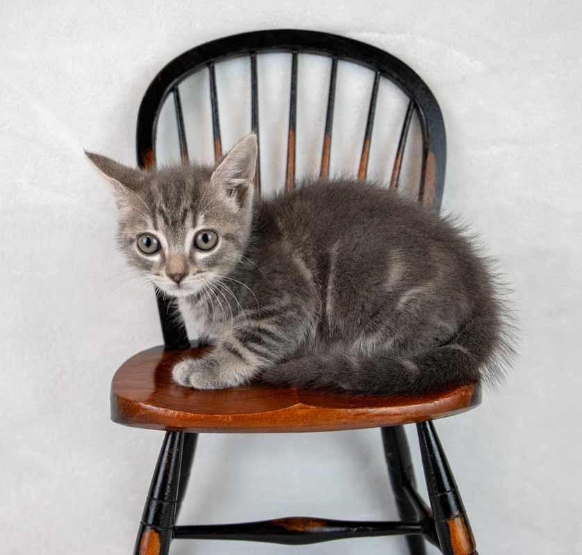 Enlarge Neptune, an adopted mixed breed in Kennesaw, GA image 6/6