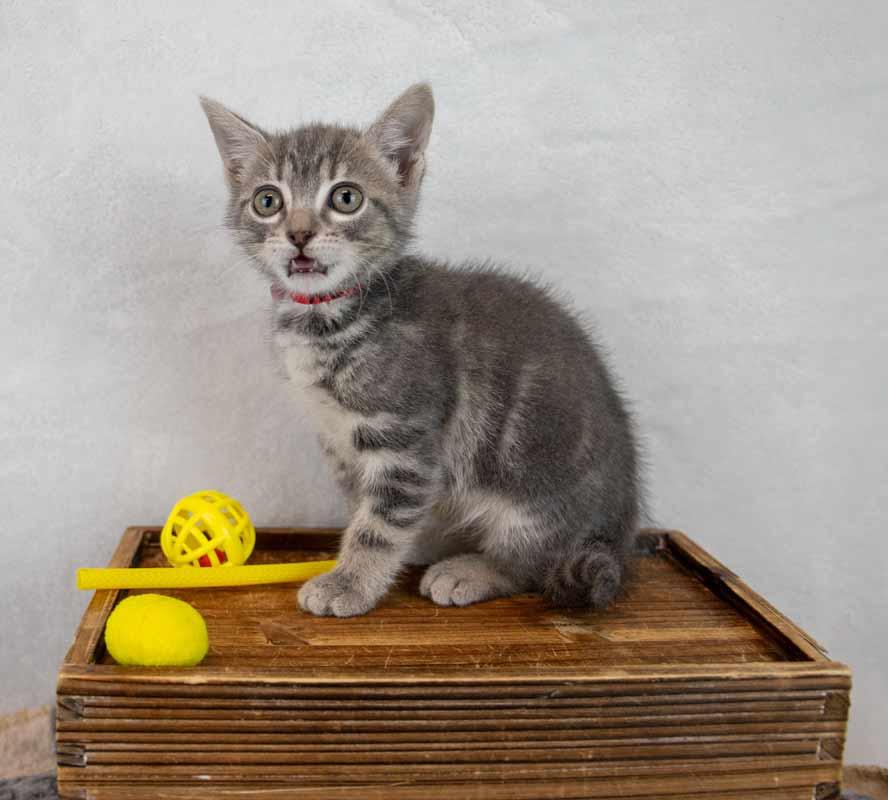 Enlarge Neptune, an adopted mixed breed in Kennesaw, GA image 3/6