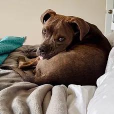 Enlarge Zuzu, a ADOPTABLE mixed breed in Albuquerque, NM image 3/5
