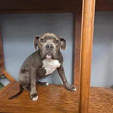 Enlarge Zuzu, a ADOPTABLE mixed breed in Albuquerque, NM image 5/5