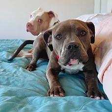 Enlarge Zuzu, a ADOPTABLE mixed breed in Albuquerque, NM image 4/5