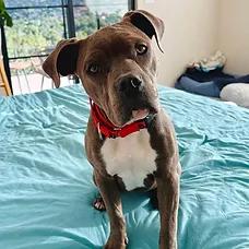Enlarge Zuzu, a ADOPTABLE mixed breed in Albuquerque, NM image 2/5