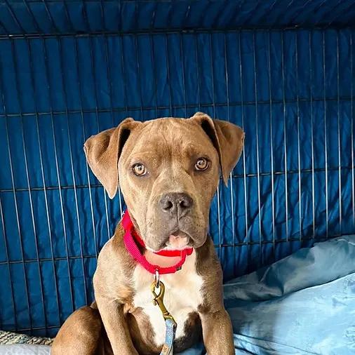 Zuzu, ADOPTABLE, Puppy Female Staffordshire Bull Terrier.