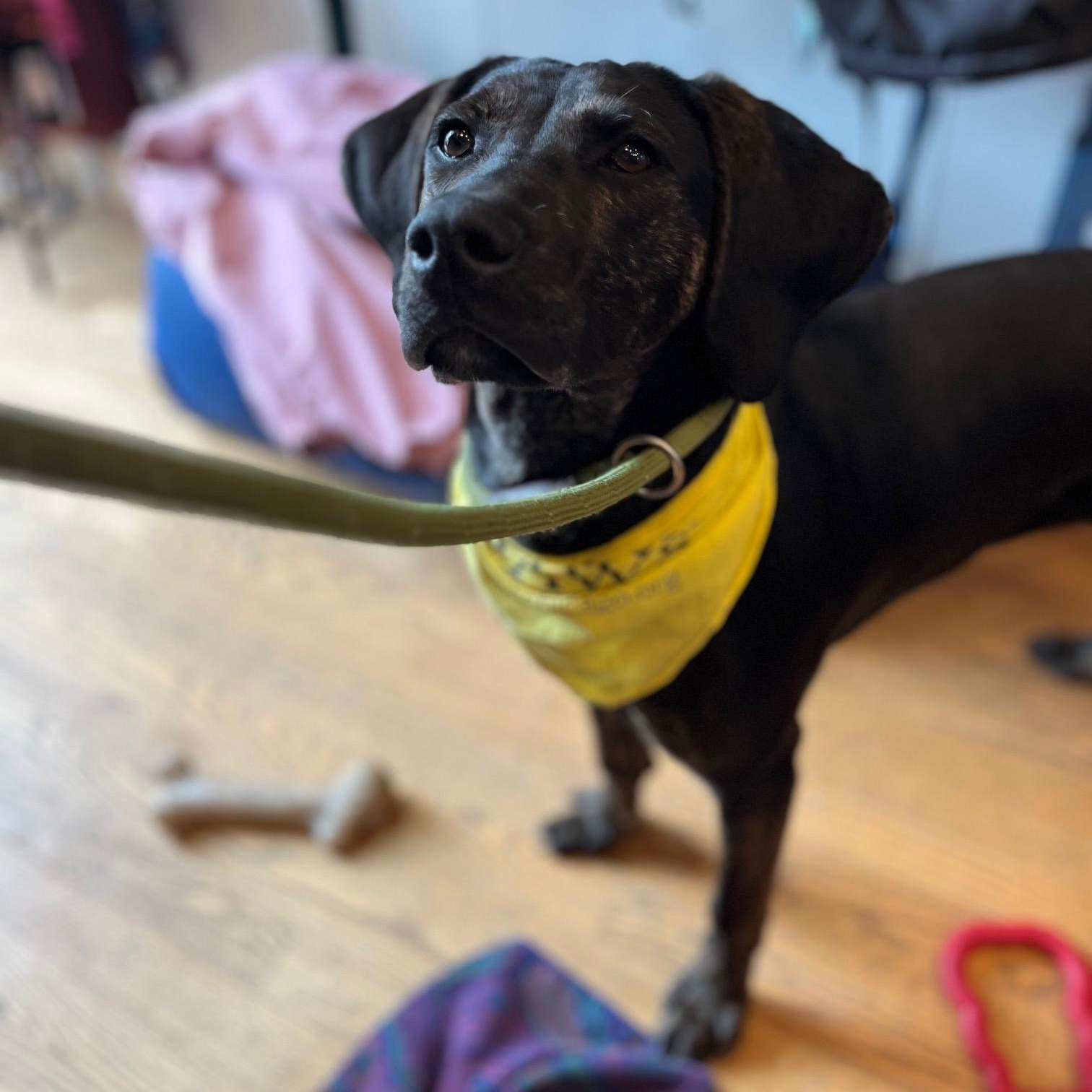 Enlarge Igloo, a ADOPTABLE Mixed Breed in Chicago, IL image 2/2