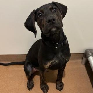 Enlarge Igloo, a ADOPTABLE Mixed Breed in Chicago, IL image 1/2