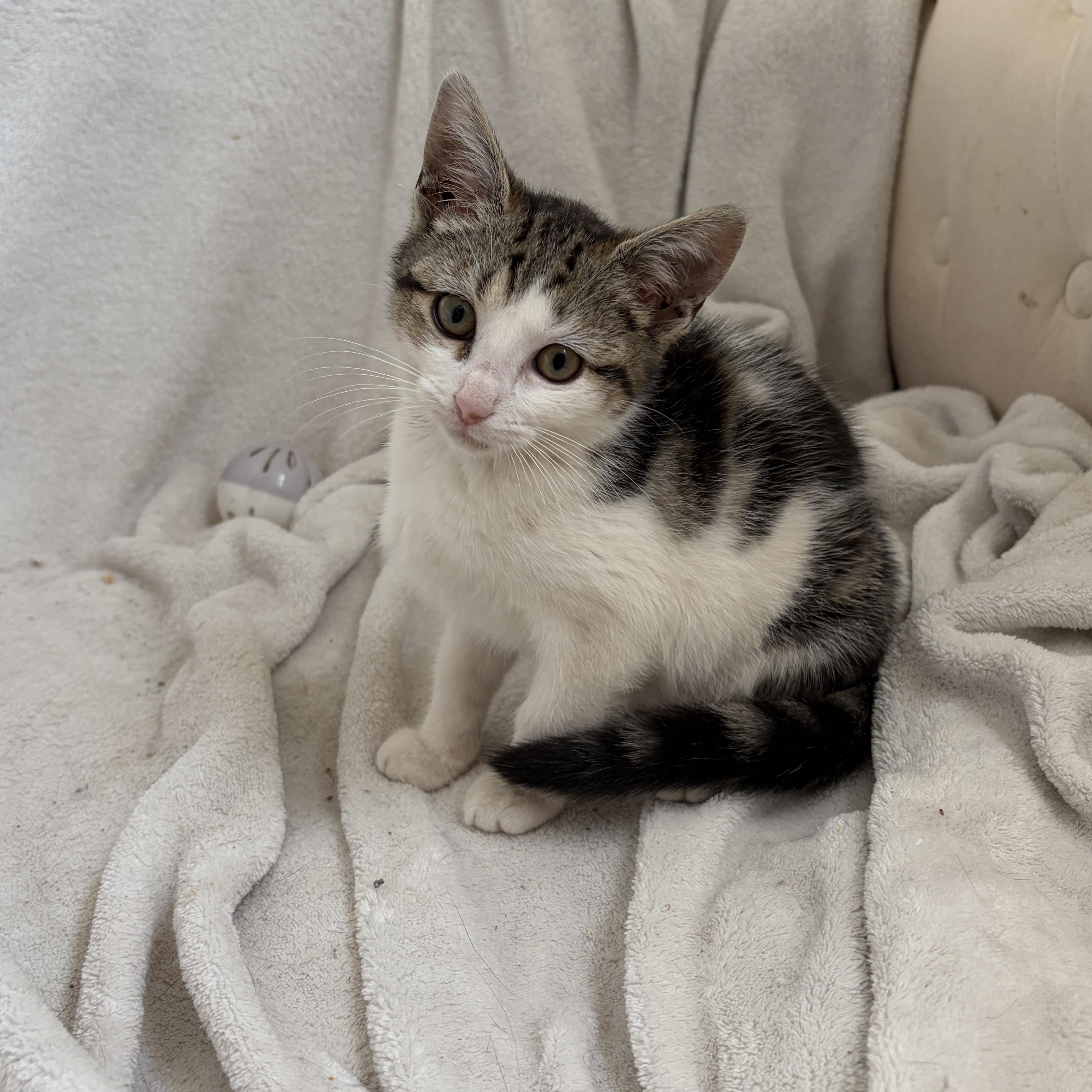 Bumble, a ADOPTABLE mixed breed in Moriches, NY image 2/3