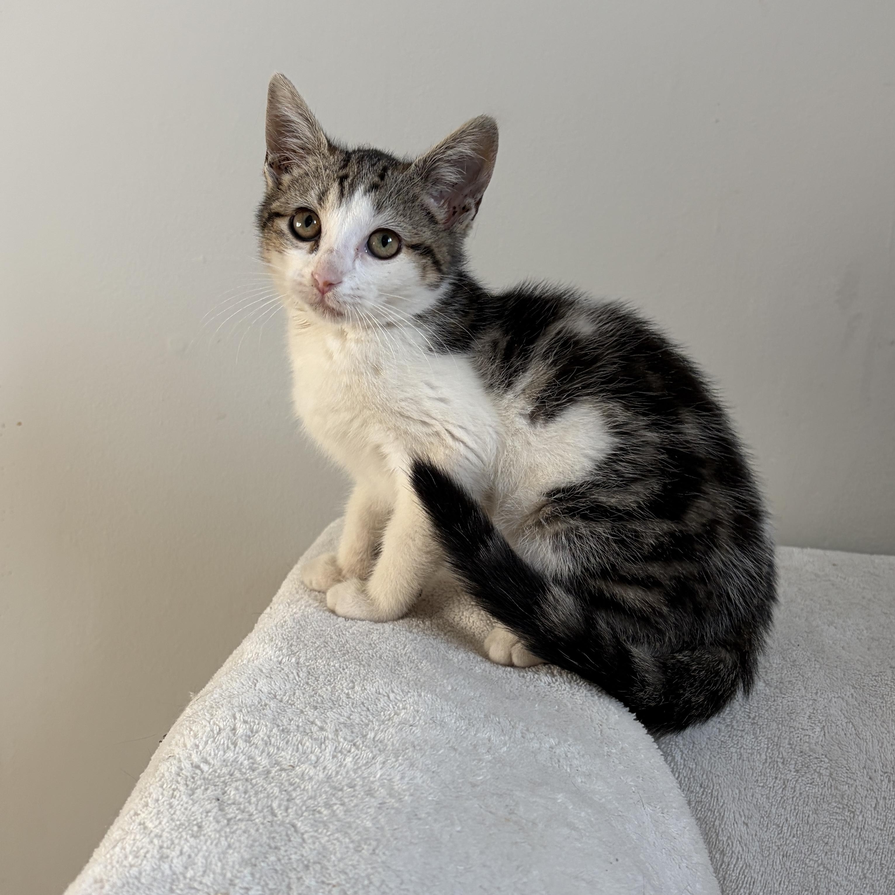 Bumble, a ADOPTABLE mixed breed in Moriches, NY image 3/3