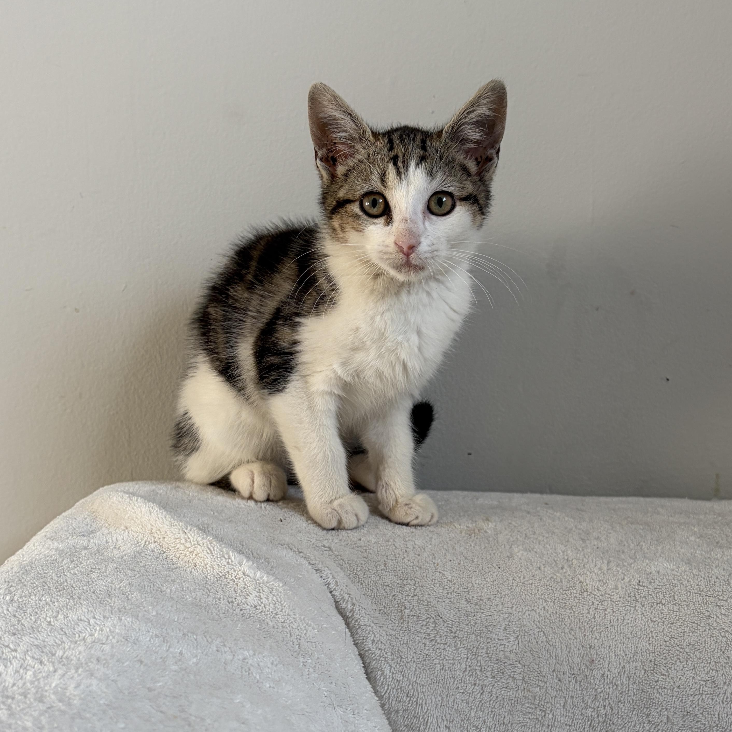 Bumble, a ADOPTABLE mixed breed in Moriches, NY image 1/3