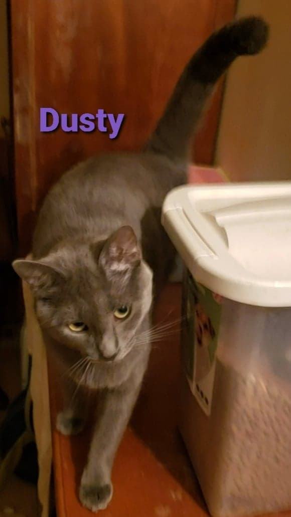 Dusty, an adoptable Domestic Short Hair in Kenhorst, PA, 19607 | Photo Image 3