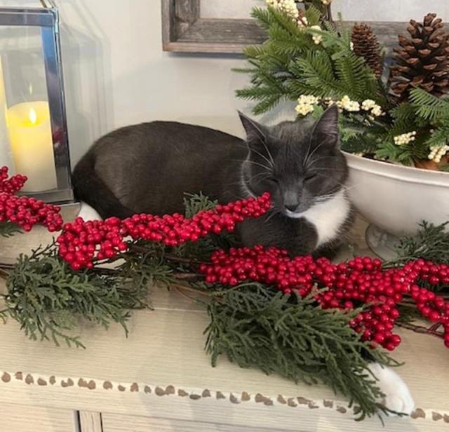 Enlarge Willow, a ADOPTABLE Domestic Short Hair in Sayreville, NJ image 2/2