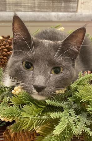 Enlarge Willow, a ADOPTABLE Domestic Short Hair in Sayreville, NJ image 1/2