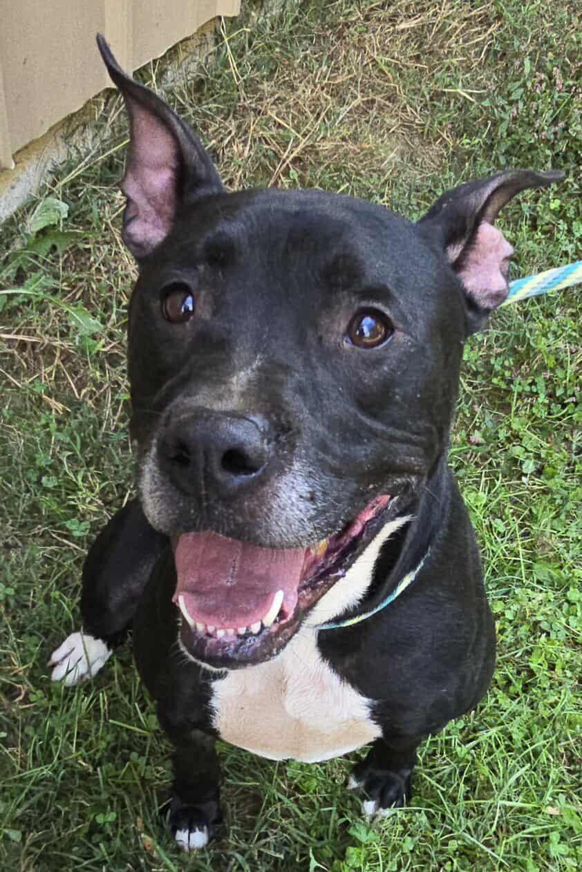 Connor, Adoptable, Adult Male Pit Bull Terrier.