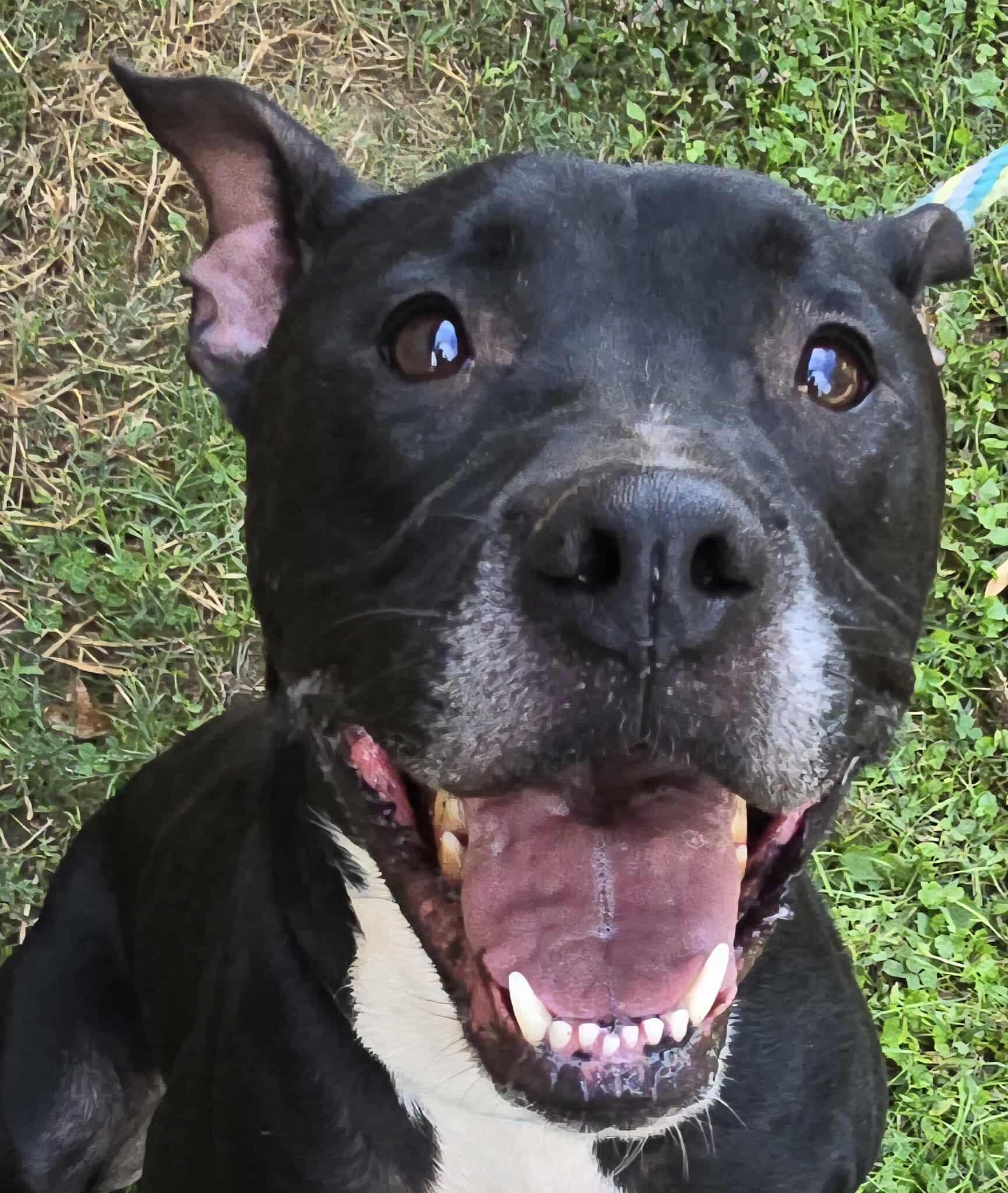 Enlarge Connor, a Adoptable mixed breed in Newport, TN image 2/6