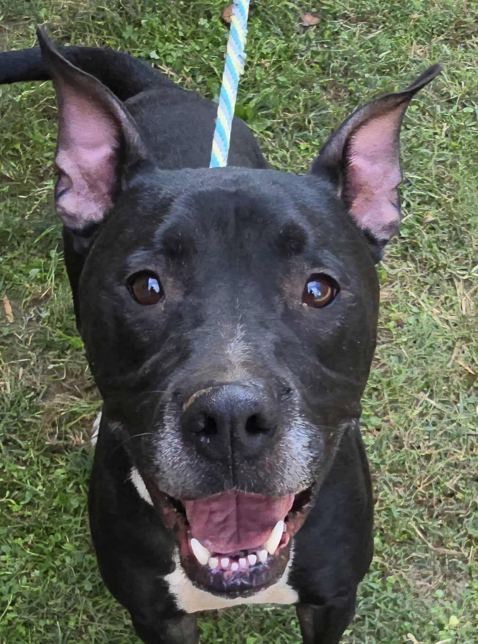 Enlarge Connor, a Adoptable mixed breed in Newport, TN image 3/6