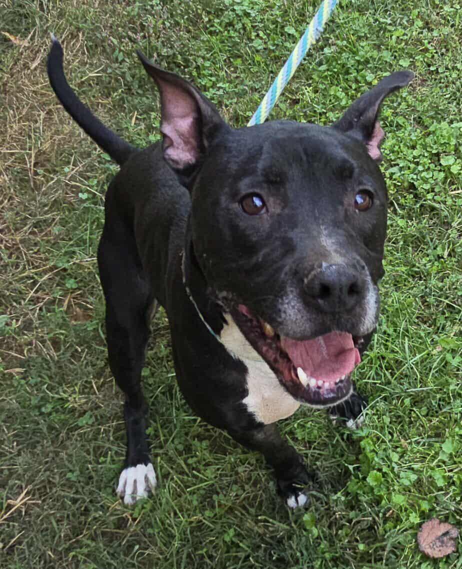 Enlarge Connor, a Adoptable mixed breed in Newport, TN image 4/6