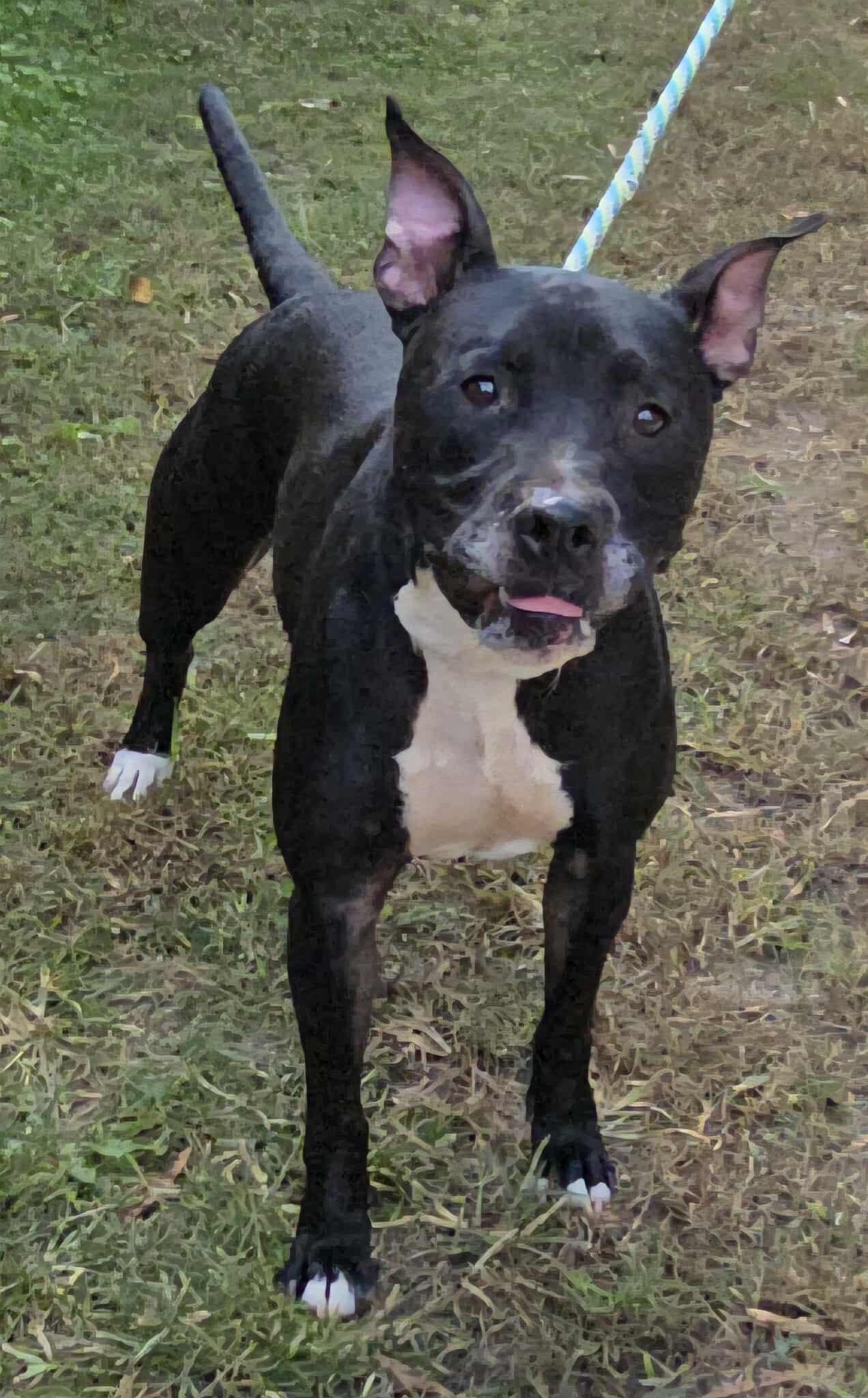 Enlarge Connor, a Adoptable mixed breed in Newport, TN image 5/6