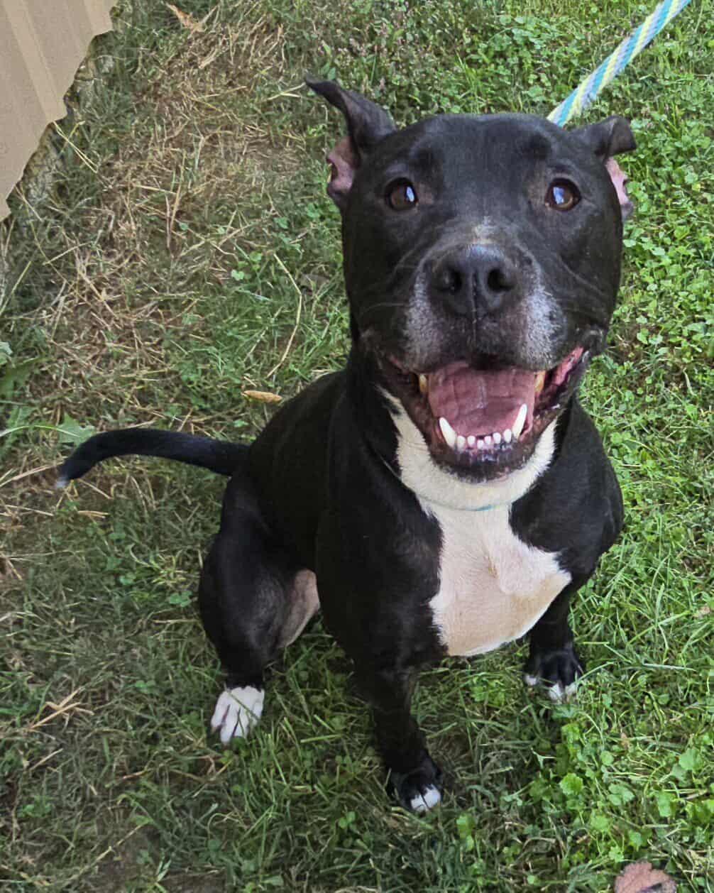 Enlarge Connor, a Adoptable mixed breed in Newport, TN image 6/6