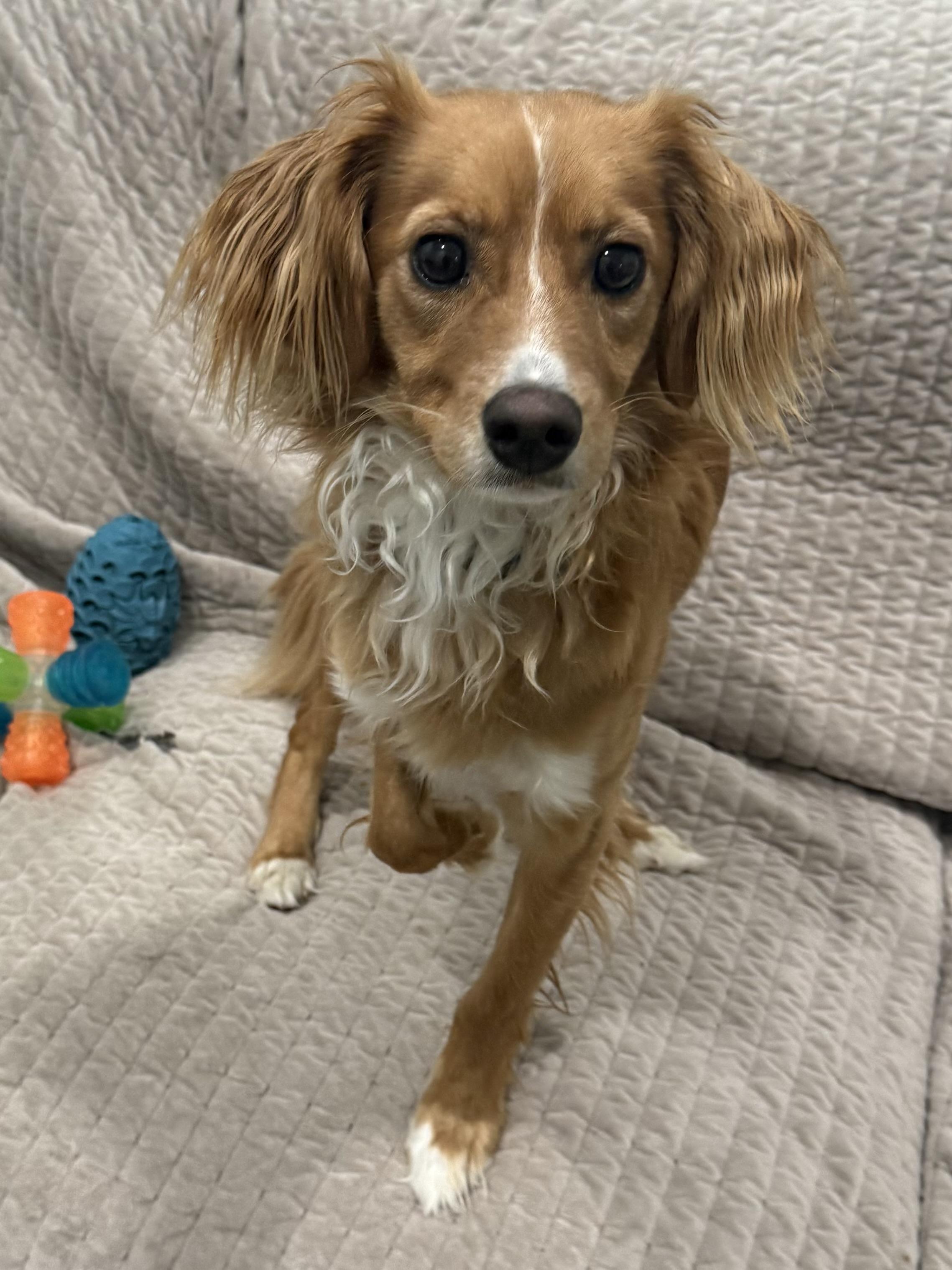 Enoch, adopted, Young Male Cavalier King Charles Spaniel.