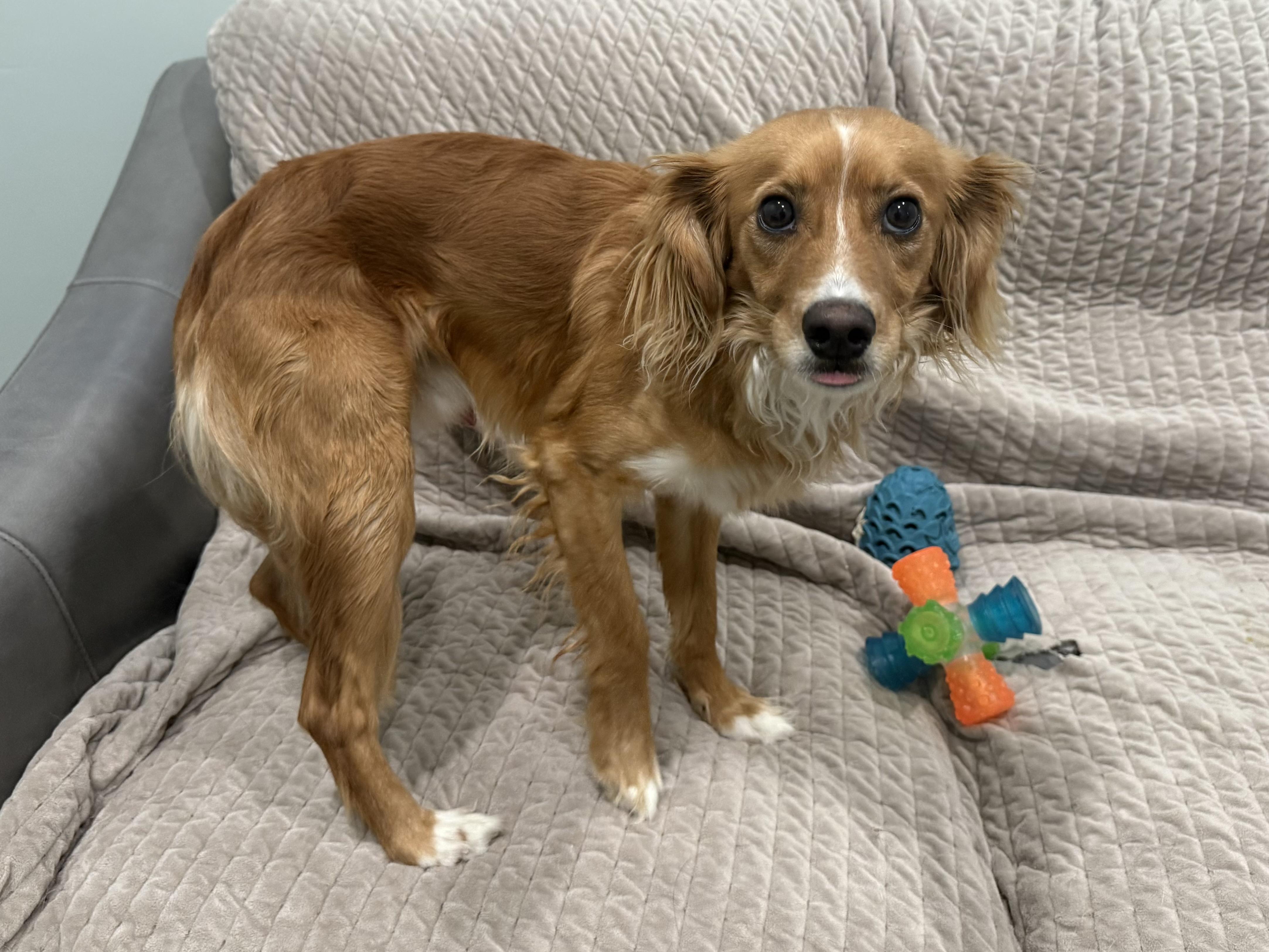 Enlarge Enoch, an adopted mixed breed in Sault Sainte Marie, MI image 2/2