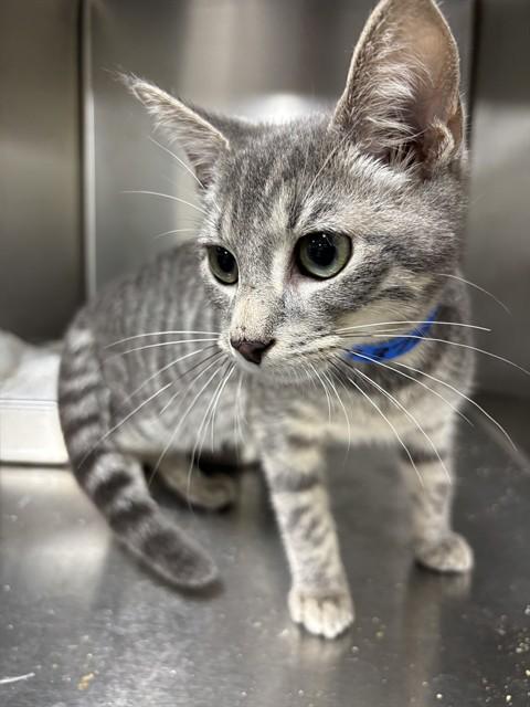 Bobbie & Maddox-Purrfect Pair, ADOPTABLE, Kitten Male Domestic Short Hair.