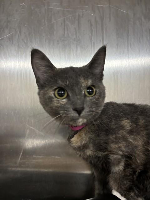 Enlarge Bobbie & Maddox-Purrfect Pair, a ADOPTABLE Domestic Short Hair in Arlington, VA image 2/2